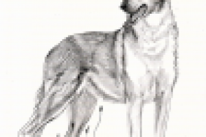 Гладкошерстный Колли. Принт