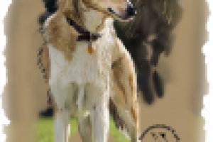 Цветной принт для футболки