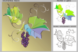 Grapes. Виноград.