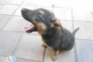 Собака Линда рассказывает о себе и своих друзьях