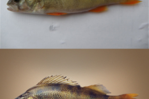 Фото ретушь