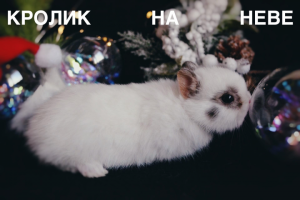 Фото для питомника карликовых кроликов