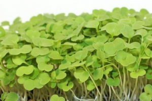 Тексты для блога на украинском языке микрогрин