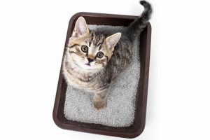 Тексты для упаковки наполнителя