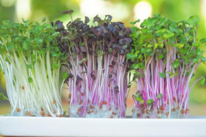 3 статьи для блога на тему - микрогрин.