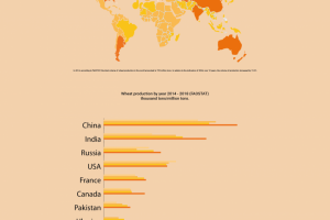 Инфографика - Пшеница
