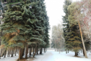 3D-Тур по Дендрапарку УПИ