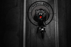 Oposit Bear