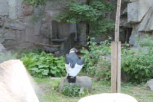 Работа 3169815