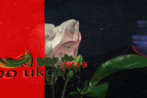 Flower expo 2019 (промо ролик)