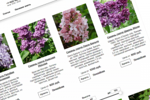 Тверская сирень