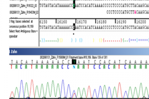 Фрагмент перевода ДНК-анализа останков Царской семьи