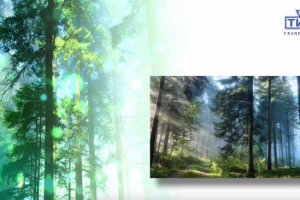 Видеопоздравление ко дню работника леса