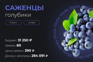 Саженцы голубики