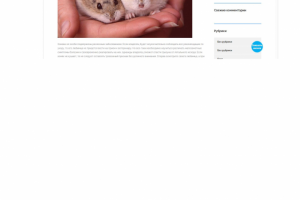 Что делать, если хомяк не кушает и не пьёт воду