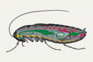 Мультимедиа-зоология: таракан