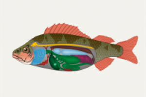 Мультимедиа-зоология: окунь