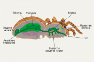 Мультимедиа-зоология: паук (пищев. с-ма)
