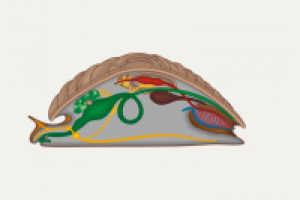 Мультимедиа-зоология: улитка