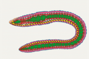 Мультимедиа-зоология: дождевой червь