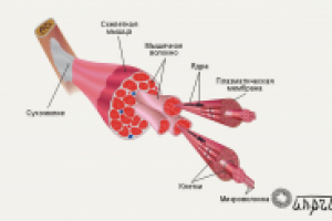 Мультимедиа-анатомия: строение мышцы