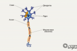 Мультимедиа-анатомия: аксон