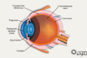 Мультимедиа-анатомия: строение глаза