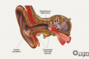 Мультимедиа-анатомия: строение уха