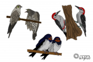 Зверушки: птички лесные