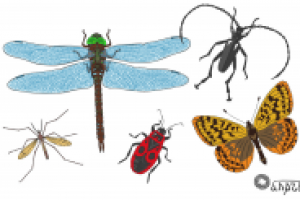Насекомые