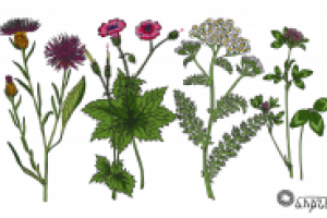 Три гербарий