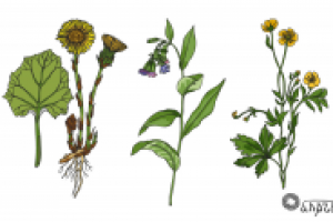 Два гербарий