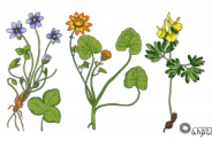 Раз гербарий