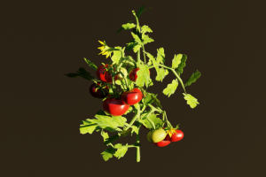 Создании реалистичной 3D-модели куста помидоров