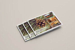 Каталог (бани)