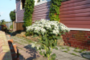 Дом в Лазурном "Фламинго"