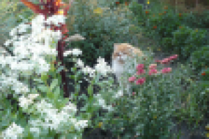 Работа 1202389