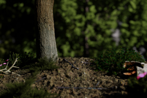 3D Environments - Forest