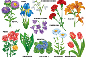 Работа 3481260