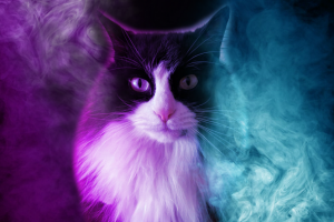 Магический кот