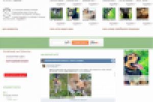 Благотворительный проект волонтерское движение 4 лапы