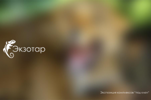 Проектирование зоопарков "Экзотар"