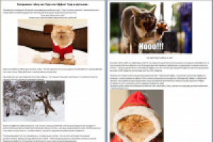 КотоПуэр ^_^