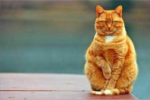 Заказать копирайтинг