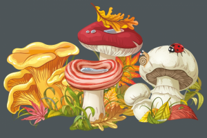 Иллюстрации грибов для детей