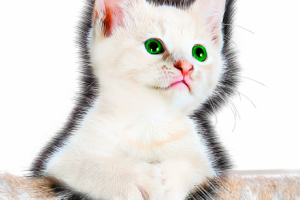 Домашние животные