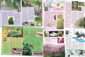 Сад и садик