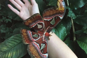 Научно-популярная статья