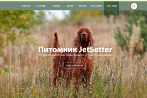 Дизайн сайта