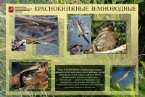 Строгино-парк. информационный щит